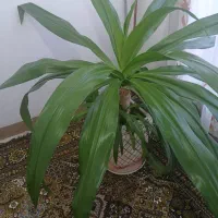 گل ذرتی زیبا|گل و گیاه طبیعی|فسا, |دیوار