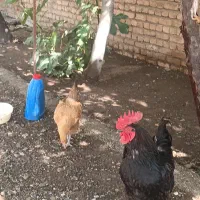 مرغ|حیوانات مزرعه|زرین دشت (همدان), |دیوار