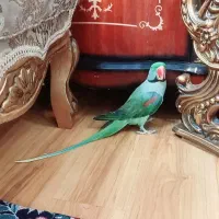 شاه طوطی اسکندر بالغ مست