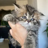 گربه پرشین|گربه|اصفهان, دانشگاه اصفهان|دیوار