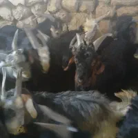 کهره نر چاق|حیوانات مزرعه|بیضا, |دیوار