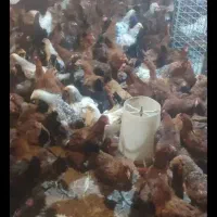 فروش فوری به دلیل نداشتن جا ارسال هم داریم