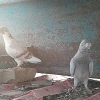 کفتر