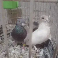 سلام دوستان یک جفت کفتر موشی