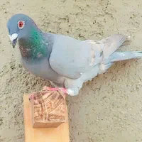 الماسی خطی ماده