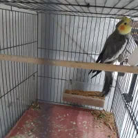 عروس هلندی خاکستری نر|پرنده|خورموج, |دیوار