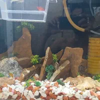 یک عدد اکواریوم شیشه خم جدید کامل