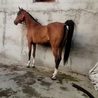 مادیان ۴ ساله|اسب و تجهیزات اسبسواری|گلپایگان, |دیوار