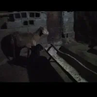 فروش یک راس میش چینی اصل