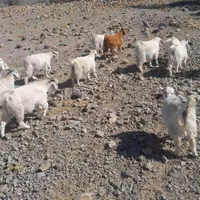 ۳۵ عدد کهره نر و ماده.بافت دهسرد .کیلویی۳۱۰|حیوانات مزرعه|کرمان, |دیوار