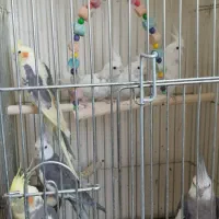 عروس هلندی|پرنده|تهران, چیتگر شمالی|دیوار