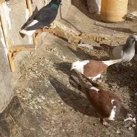 کفتر