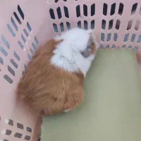 فروش خوکچه اهلی