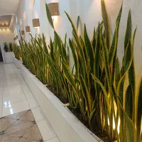 فروش انواع گل وگلدان وتعویض خاک درمحل شما|گل و گیاه طبیعی|بندرعباس, |دیوار