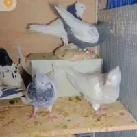 کله ،سینه|پرنده|مشهد, امام خمینی|دیوار