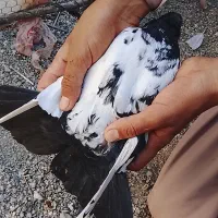 کبوترسینه سیاه|پرنده|ایرانشهر, |دیوار