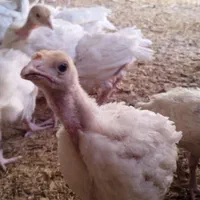 تنظیم بازار بوقلمون زنده|حیوانات مزرعه|بیرجند, |دیوار