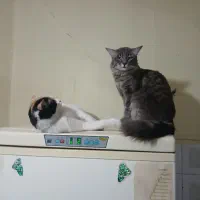 وگذاری گربه