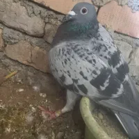 یک جفت کبوتر اس|پرنده|دلند, |دیوار