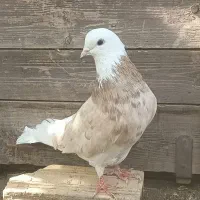 کبوتر شازده|پرنده|ماهنشان, |دیوار