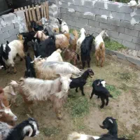 بز زاییده|حیوانات مزرعه|بهبهان, |دیوار