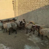 گوسفند معاوضه پراید پرشیا ۴۰۵ سمند ۲۰۶ تیبا وانت|حیوانات مزرعه|تهران, منیریه|دیوار