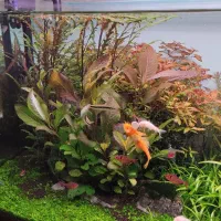 فروش گیاه آکواریومی|ماهی|بهبهان, |دیوار