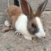 خرگوش ۳۰ تومن