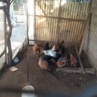 ۱۰عدد مرغ تخم گذار ۱سالو نیمه