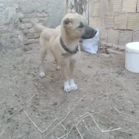 توله خراسانی ماده