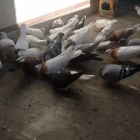 تعدادی رنگی و آلمانی مکس وسبز|پرنده|مینودشت, |دیوار