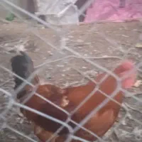 خروس وبوقلمون اورگانیک درشت|حیوانات مزرعه|قائمشهر, |دیوار