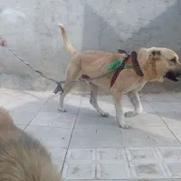 سگ سرابی نراماده واگذاری .