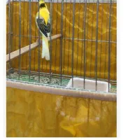 نر ابلغ معاوضه با نر سبز یا سفید یک تیغ|پرنده|اصفهان, سنجوانمره|دیوار