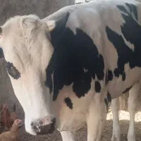 فروش گستر