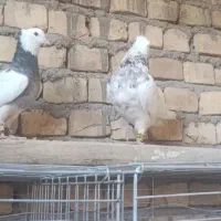 کفتر طوقی|پرنده|حمیدیا, |دیوار