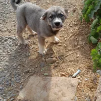 توله