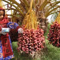 نیروی خانم بسته بندی خرما