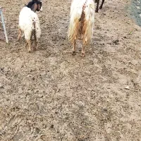 دورس بز بزغاله دار