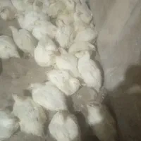 مرغ زنده