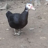 اردک خارجی7ماهه|حیوانات مزرعه|گتاب, |دیوار