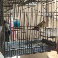 سهره قناری با قفس|پرنده|تهران, شکوفه (عبدل آباد)|دیوار