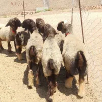 میش اصل بختیاری