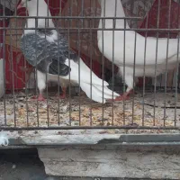جوجه کفتر