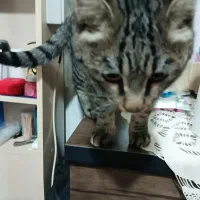 گربه طوسی پیدا شده|گربه|هشتگرد, شهرک اقدسیه|دیوار