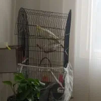 عروس هلندی نر و ماده