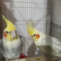 پانزده جفت عروس هلندی تخم گذار فروش فوری|پرنده|شاهین‌شهر, امام حسین|دیوار