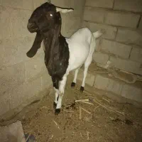 فروش بز آبستن چند قلوزا|حیوانات مزرعه|سراوان, |دیوار