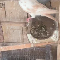 پرنده|پرنده|تربت‌حیدریه, منظر|دیوار