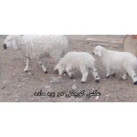 بره نر و ماده چهار عدد|حیوانات مزرعه|زابل, |دیوار